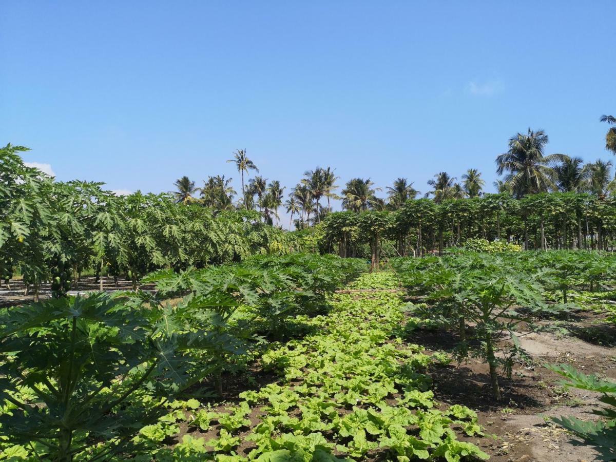 Hotel Thila Farm View Thoddoo-Atoll Exterior foto